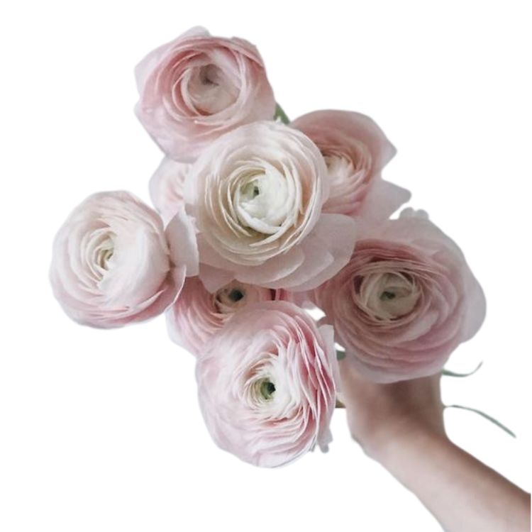 Ranunculus - Standard