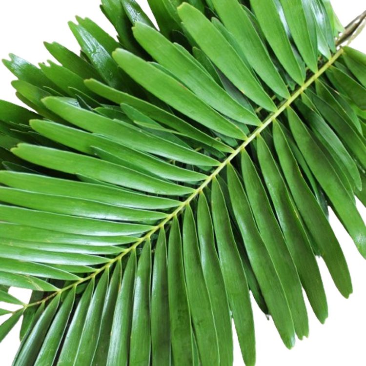 Coontie