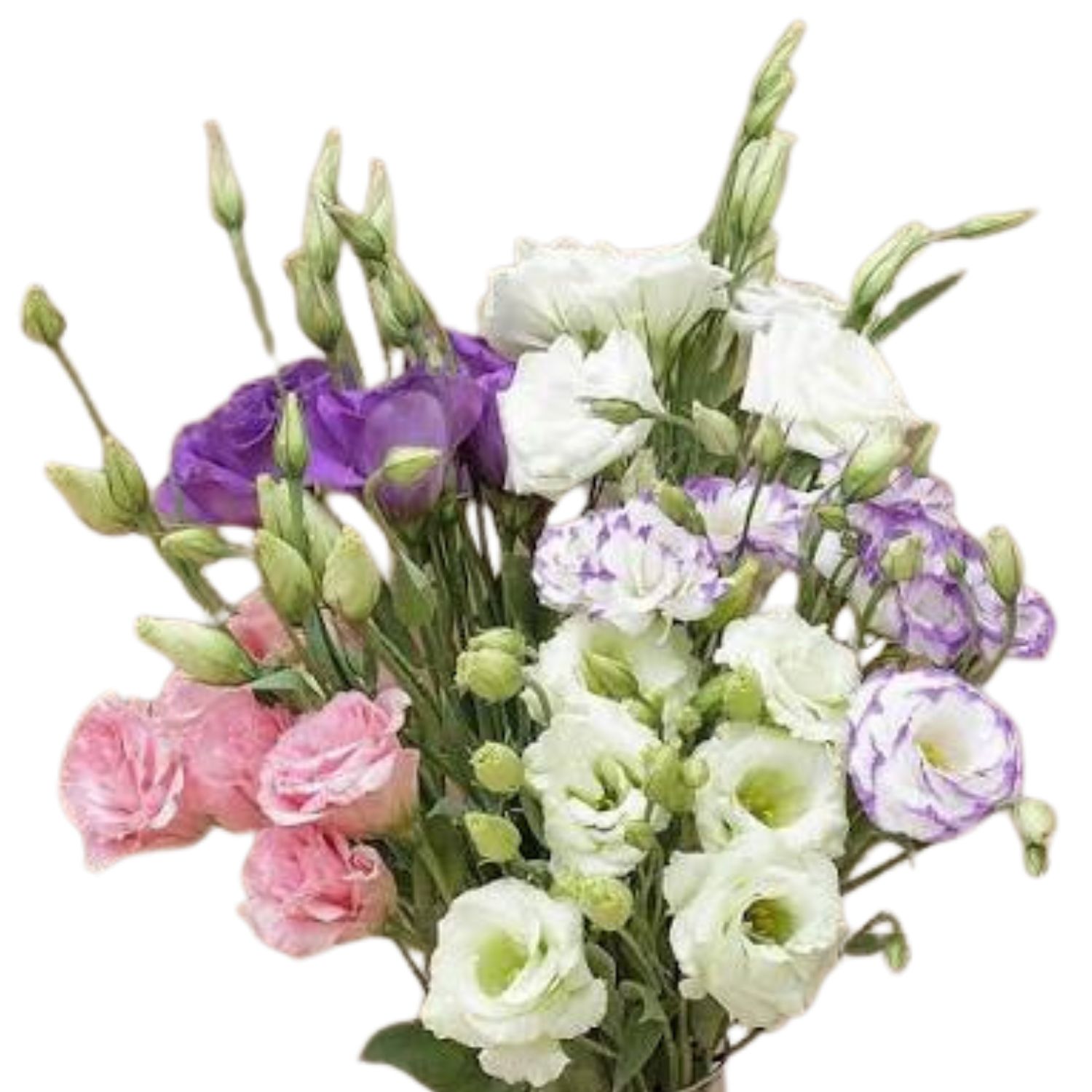 Lisianthus (Canadian)