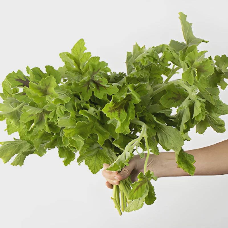 Geranium Greens