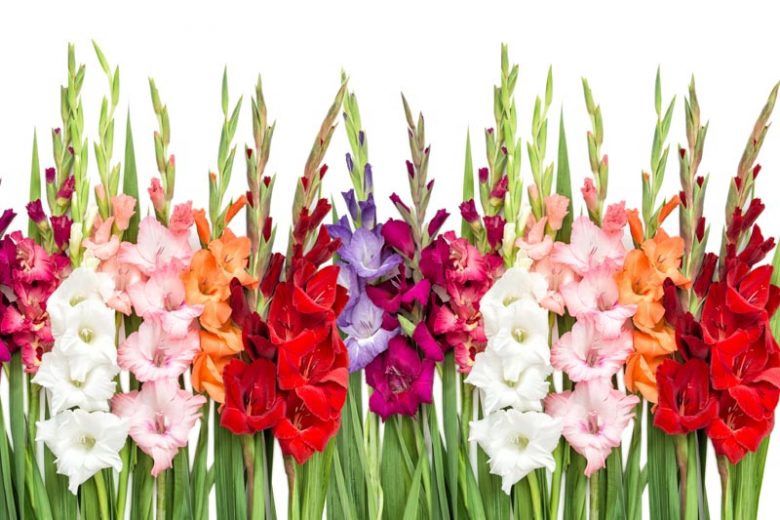 Gladiolus