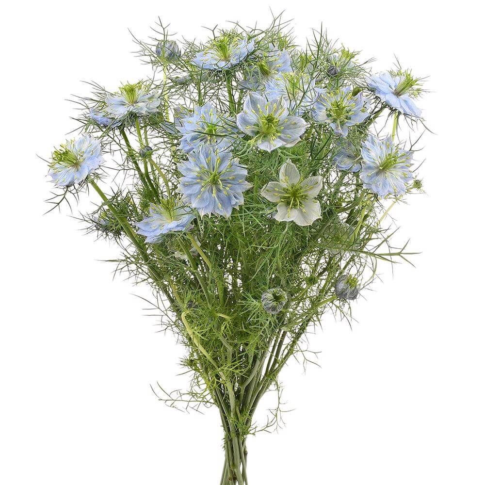 Nigella