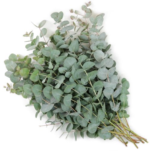 Eucalyptus - True Blue