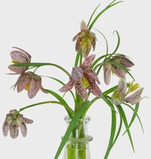 Fritillaria