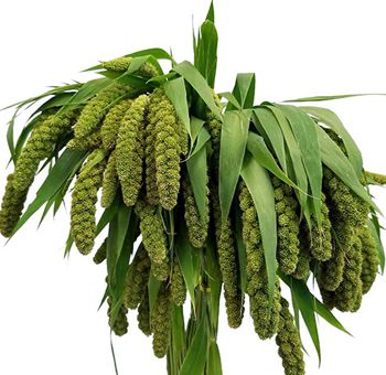 Millet