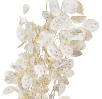 Preserved Lunaria Bunch