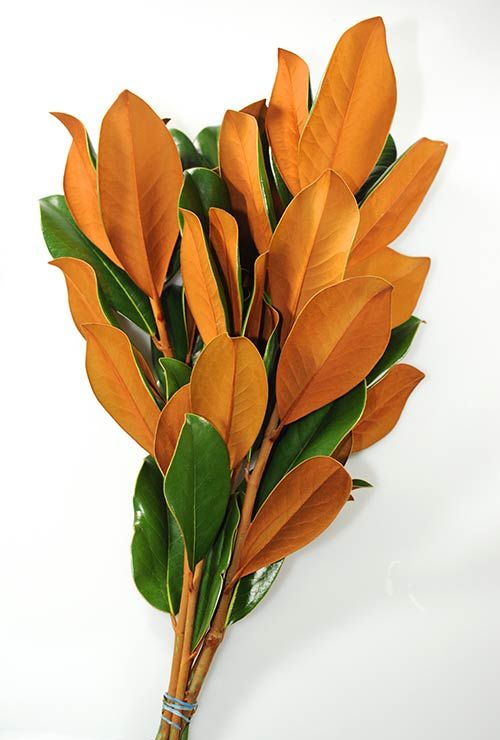 Magnolia Branches - 5 Stem