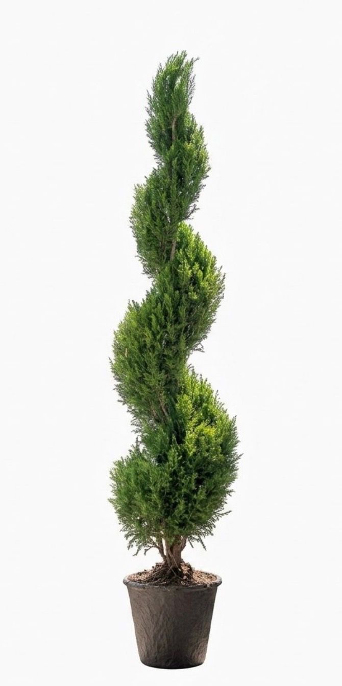 Preserved Juniper Spiral Topiary