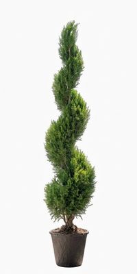 Preserved Juniper Spiral Topiary