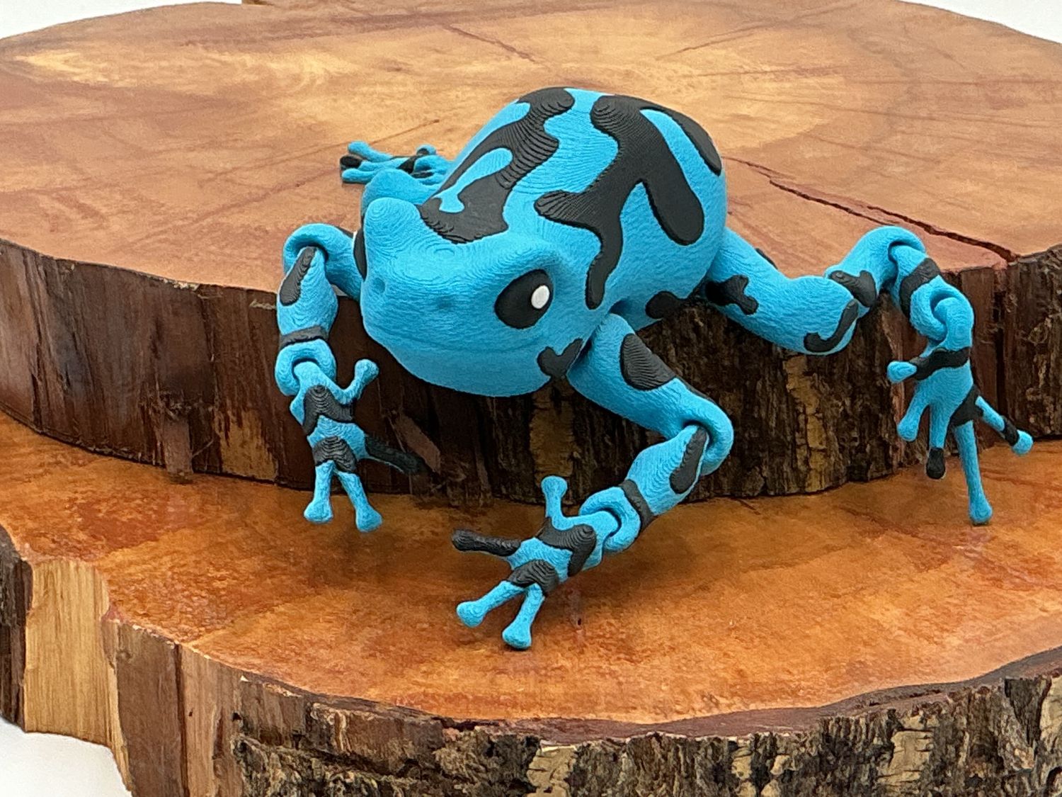 Darcy, the Poison Dart Frog
