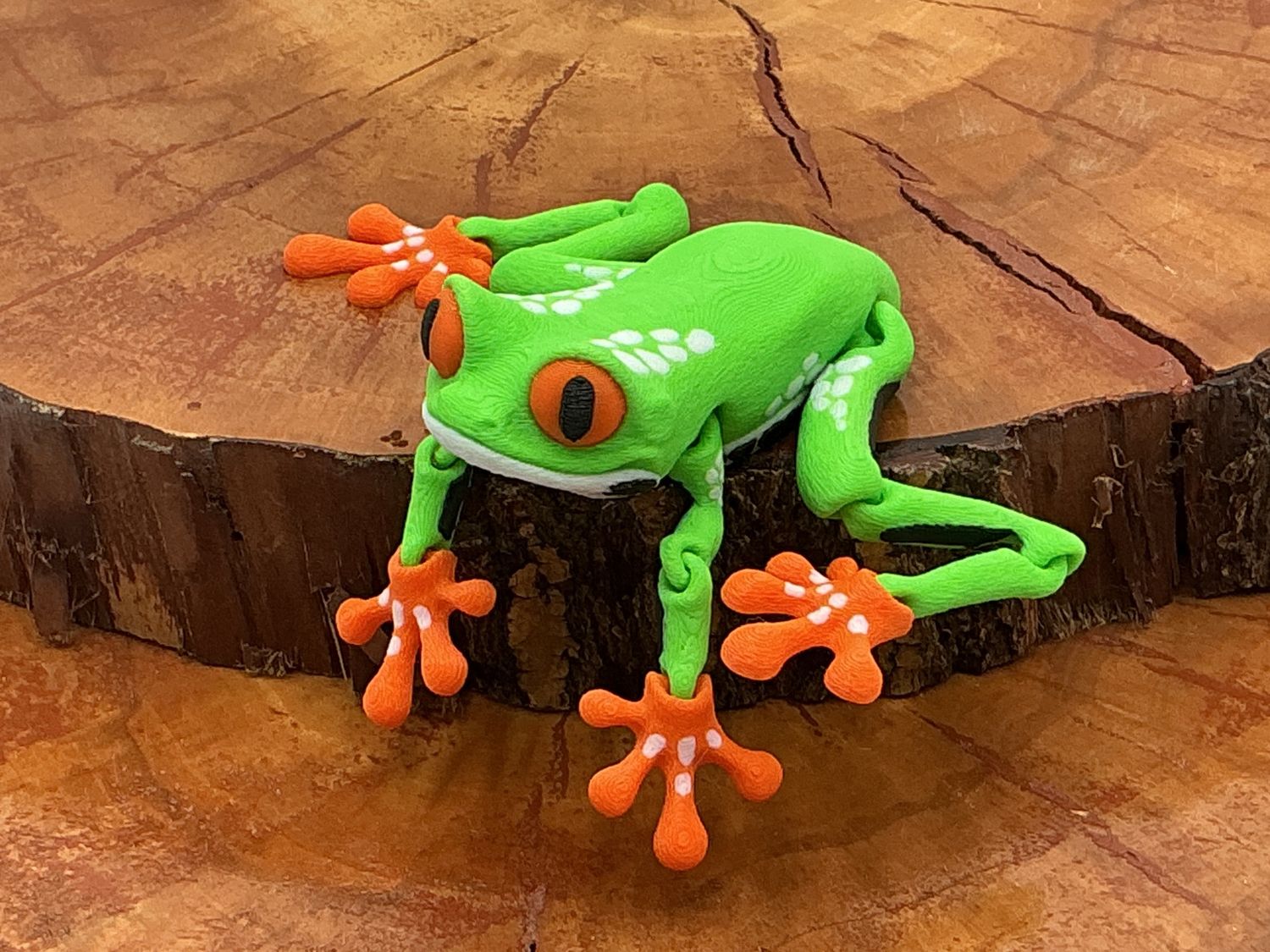 Reed, the Red Eyed Tree Frog