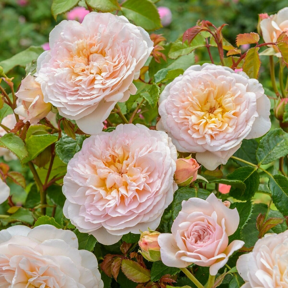 Emily Bronte Englische Strauchrose  (David Austin) - Strauchrose