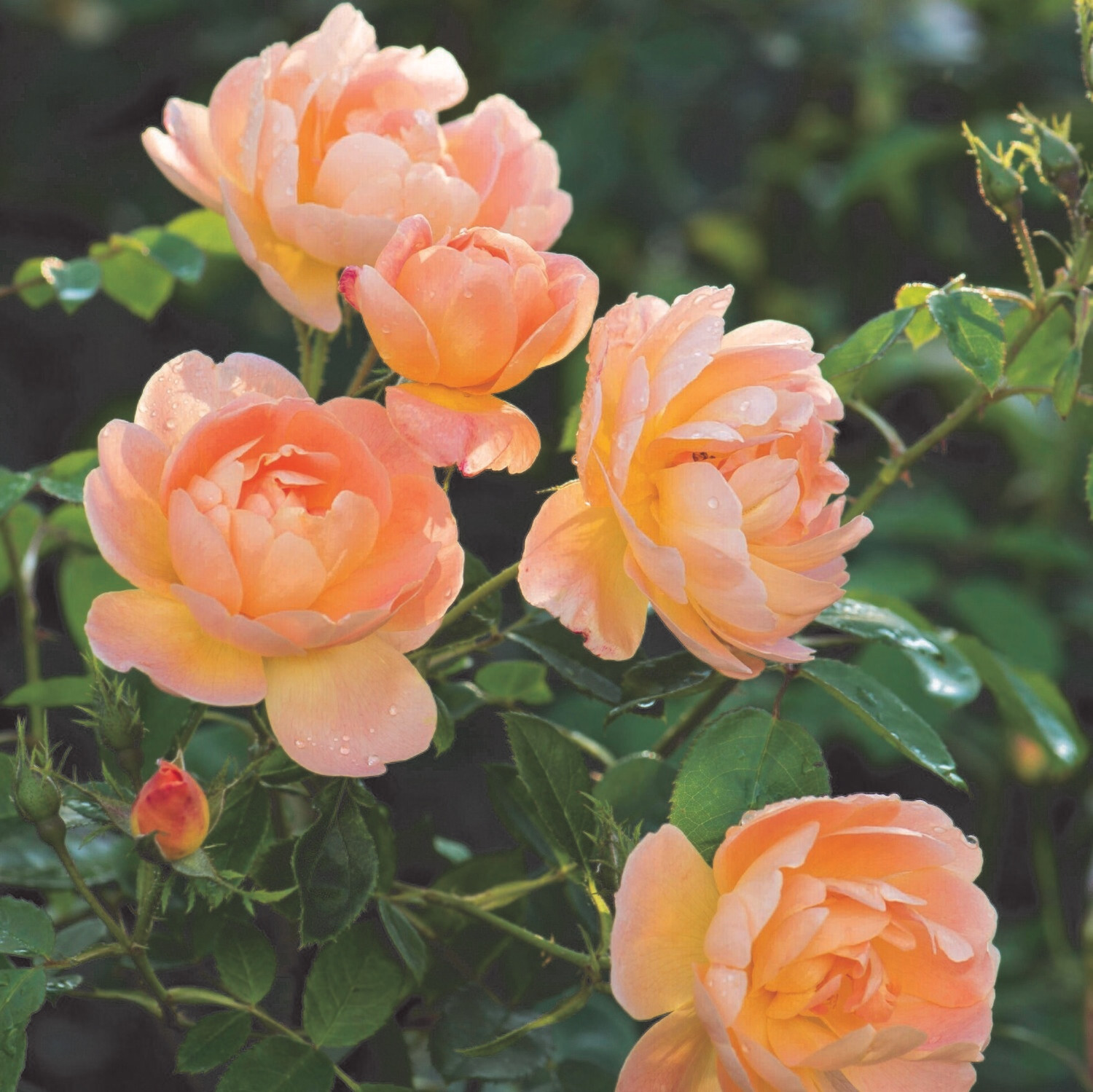 The Lark Ascending - David Austin - Strauchrose /Kletterrose 