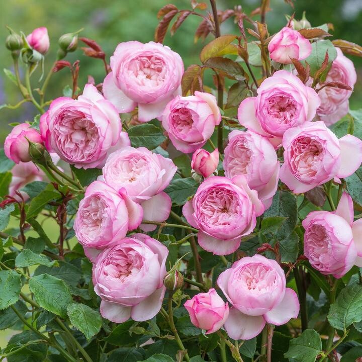 The Mill on the Floss - David Austin - Strauchrose 