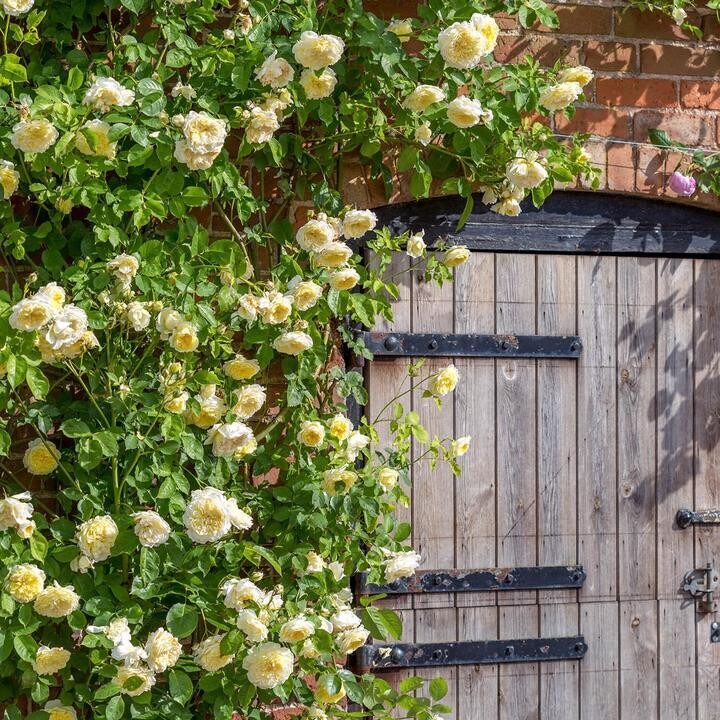 The Pilgrim  - David Austin - Kletterrose