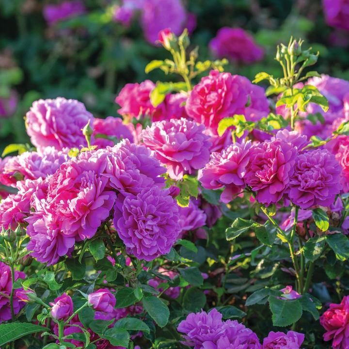 Princess Anne - David Austin - Strauchrose