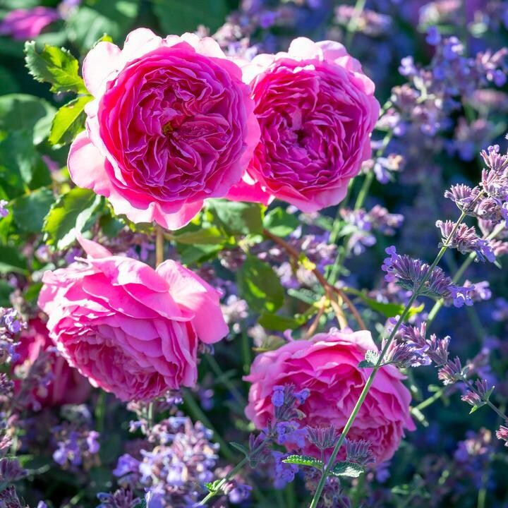 Princess Alexandra of Kent - David Austin- Strauchrose