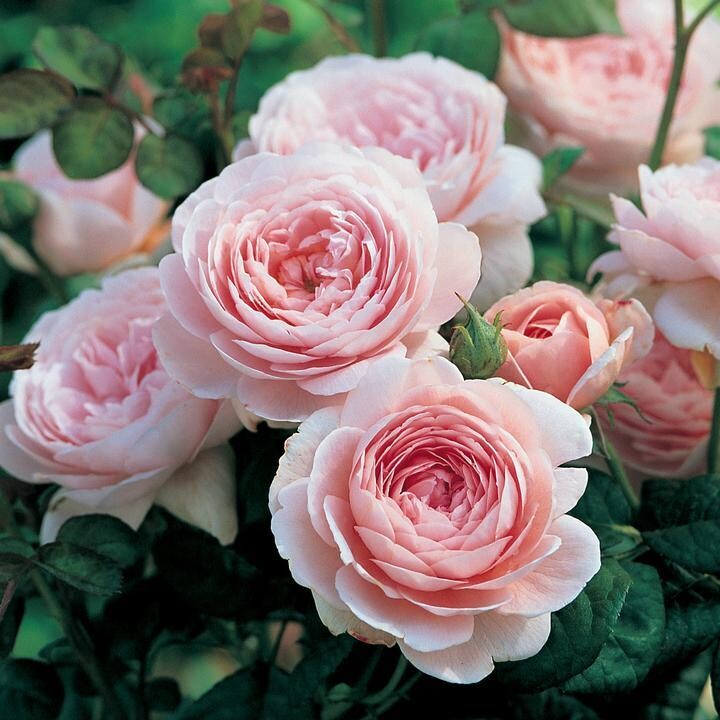 Queen of Sweden  - David Austin - Strauchrose
