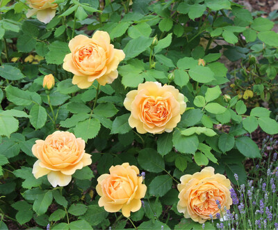 Golden Celebation, Englische Rose - David Austin - (Hochstamm 90cm)