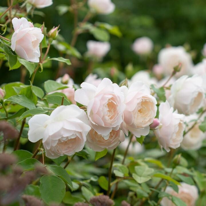 Desdemona, Englische Strauchrose  (David Austin)- Strauchrose