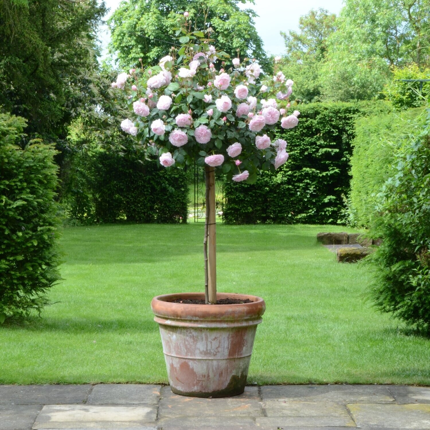 Olivia Rose Austin - David Austin - (Hochstamm 90cm)