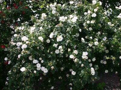 Alba Semi-Plena - Historische Rose