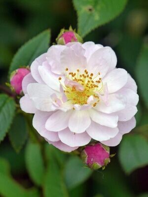 Celsiana - Parkrose/ Historische Rose