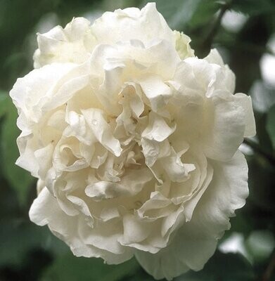 Mme Alfred Carriere - Rambler Rose
