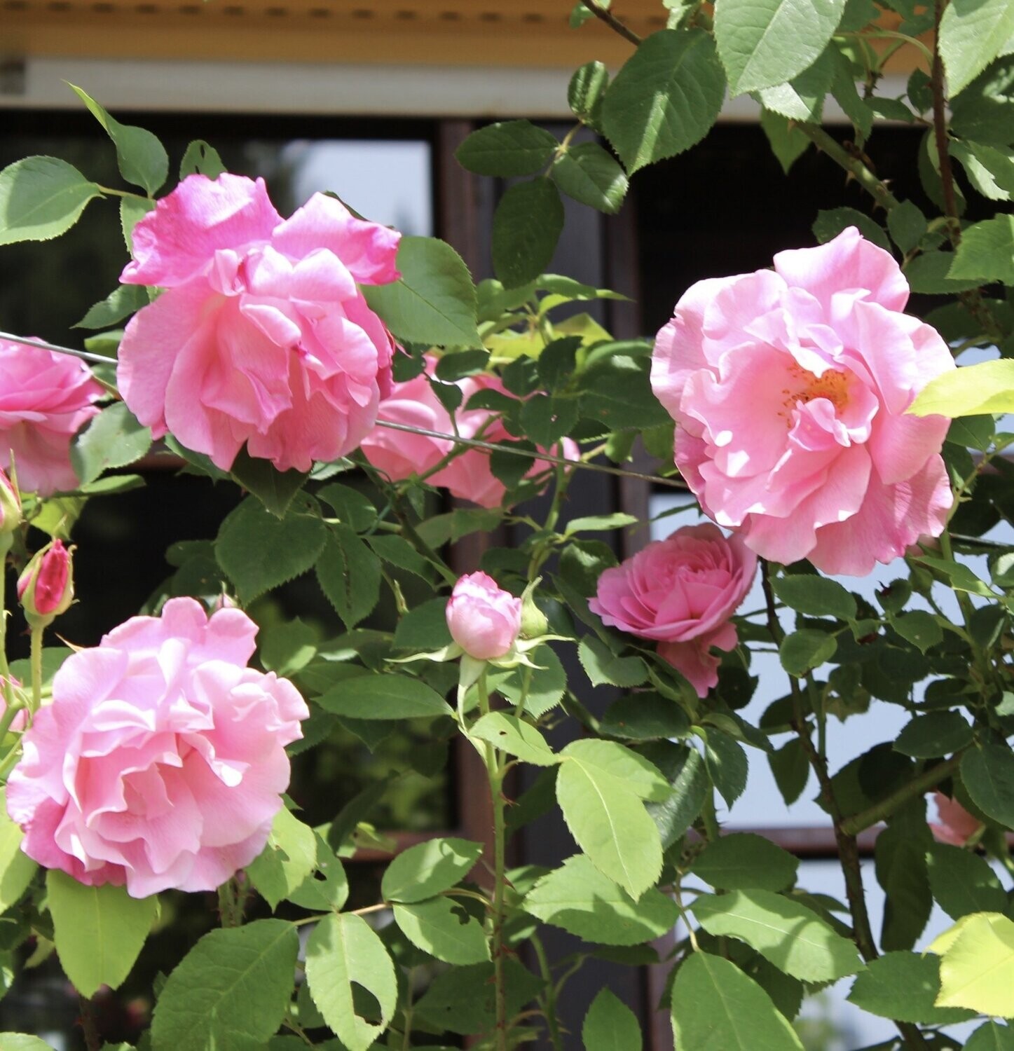 MME. GRÉGOIRE STAECHELIN - Kletterrose
