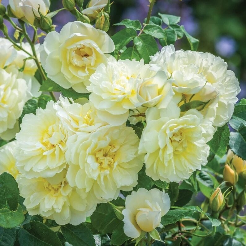IMOGEN,    Englische Rose - David Austin - Strauchrose