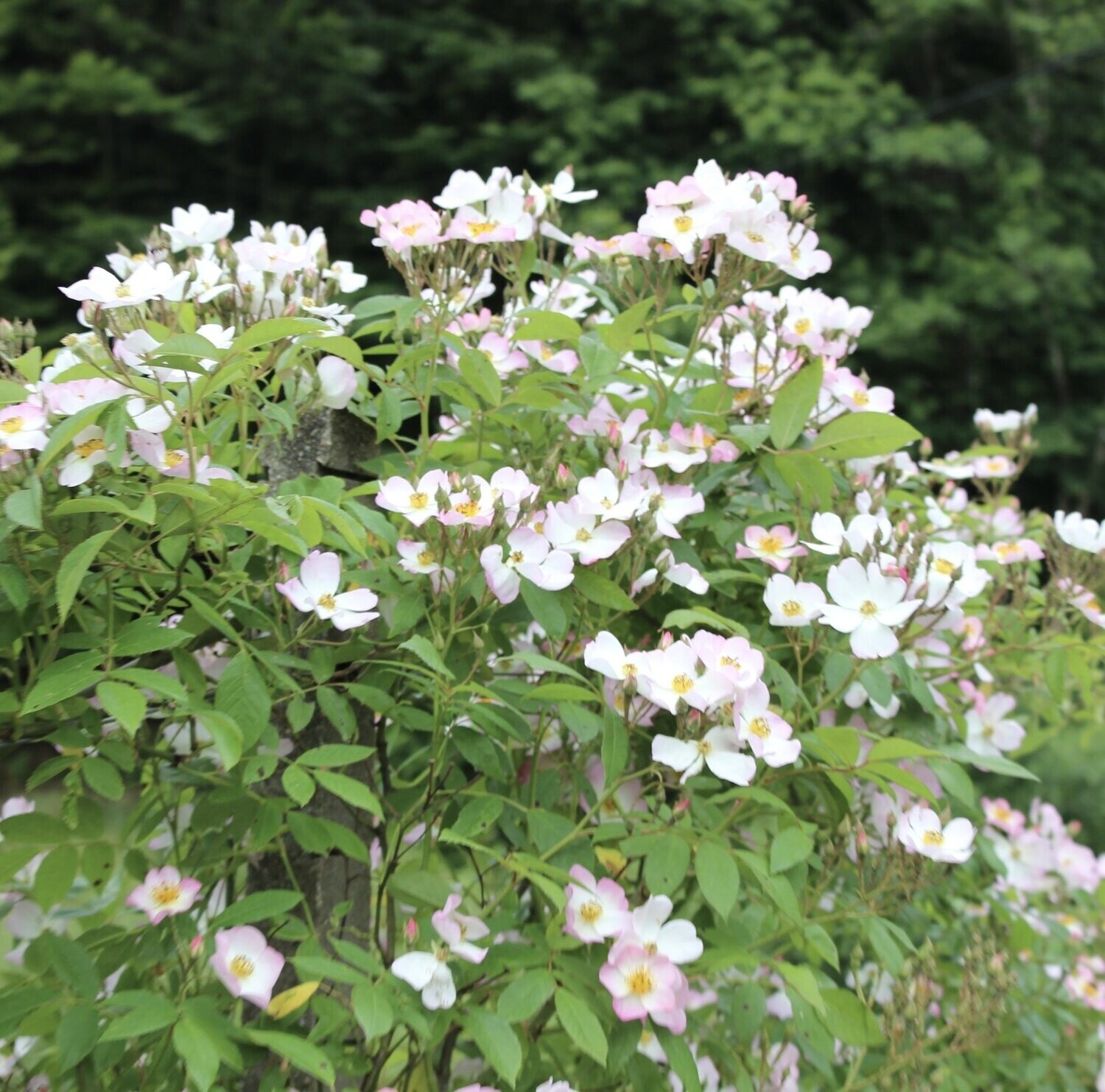RAMBLING RECTOR - Ramblerrose