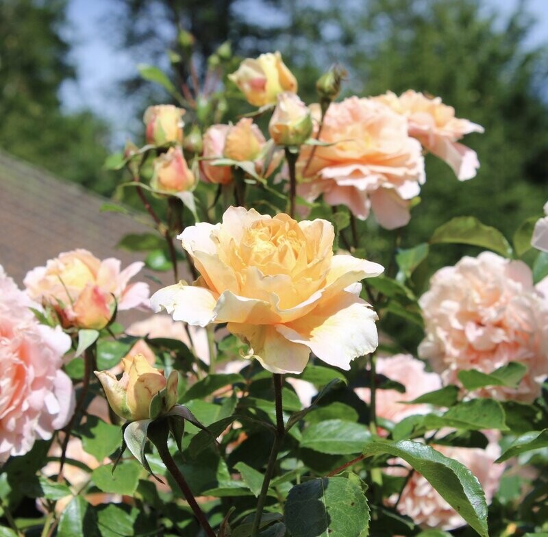 PORT SUNLIGHT  Englische Rose - David Austin - Strauchrose