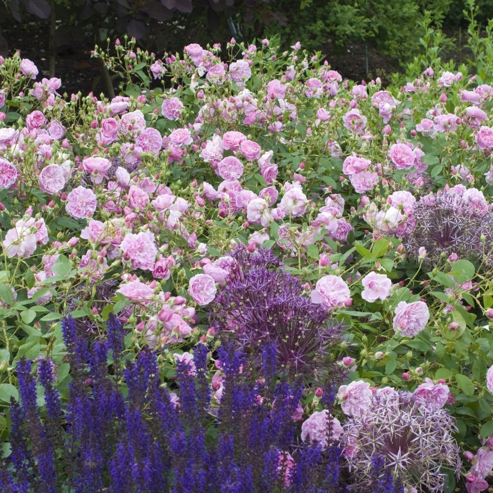 Harlow Carr (David Austin) - Strauchrose