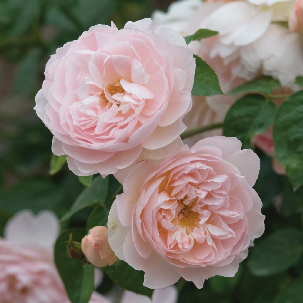 Gentle Hermione, Englische Rose - David Austin - Strauchrose
