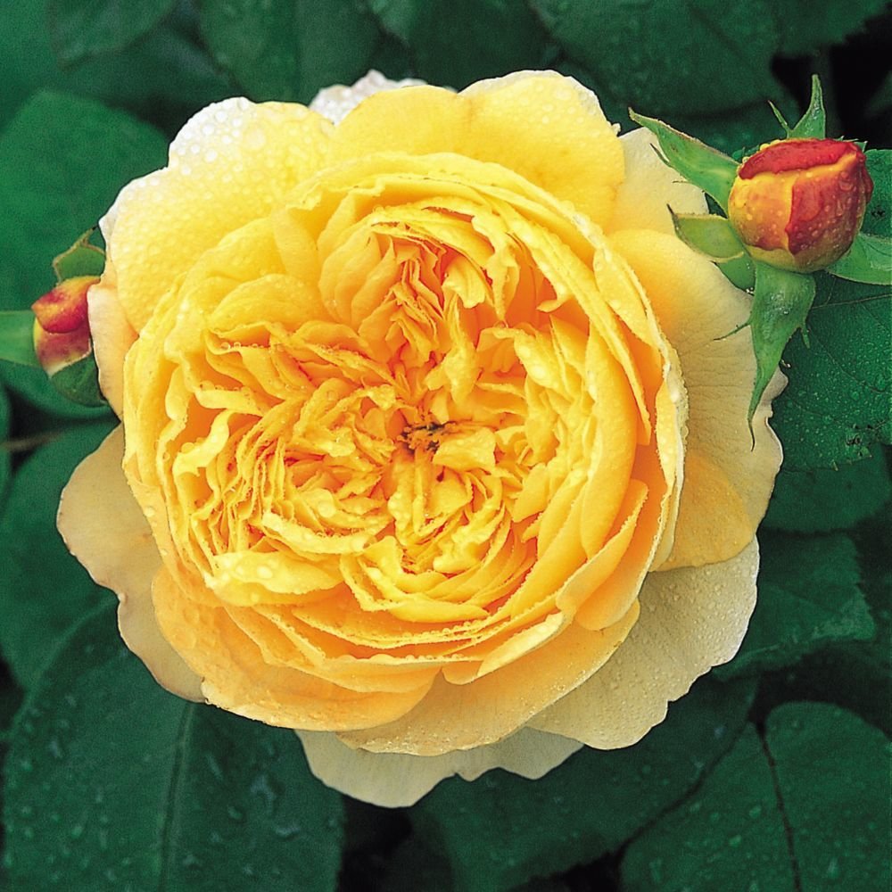 Charles Darwin (Auspeet), Englische Rose  -  Strauchrose