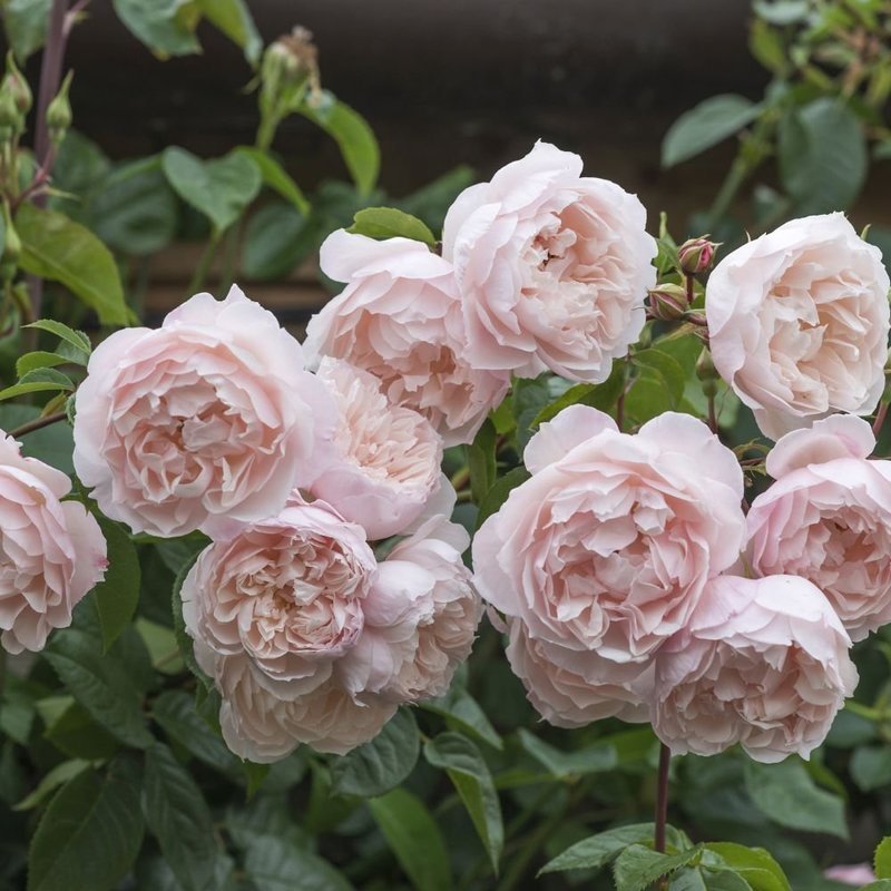 The Generous Gardener ( David Austin) - Kletterrose