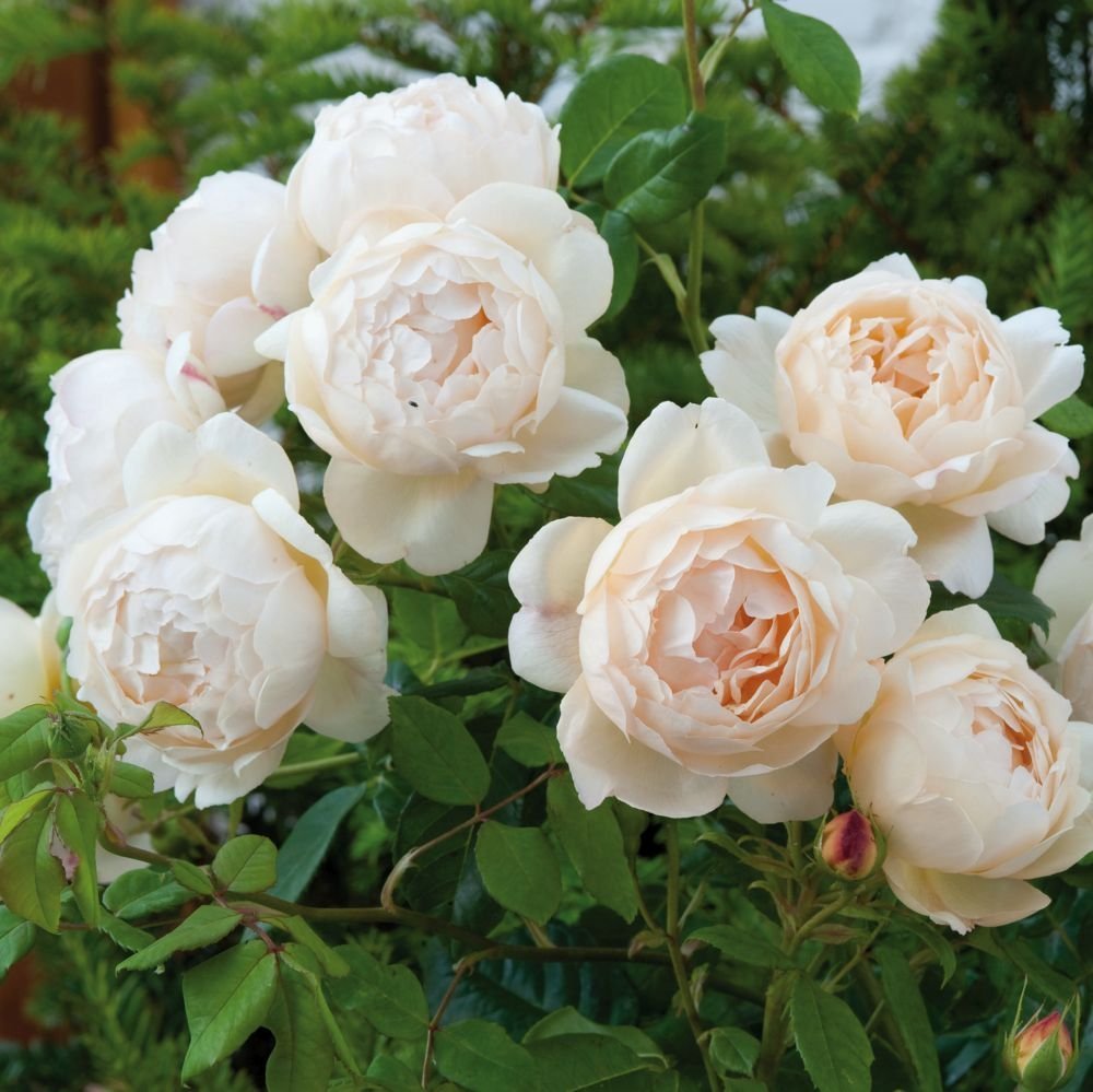 Wollerton Old Hall (David Austin)   - Kletterrose