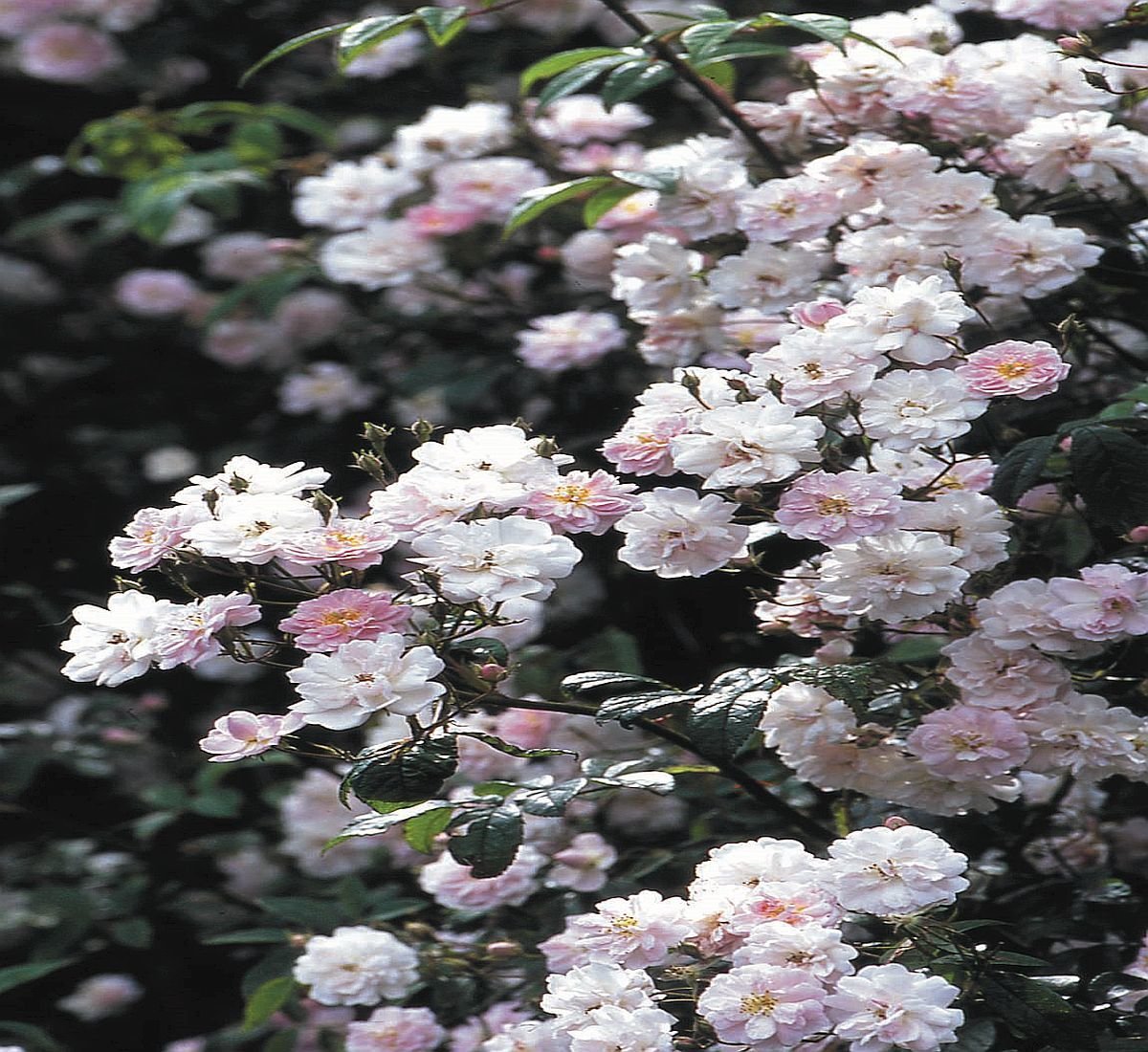 Paul´s Himalayan Musk Ramblerrose