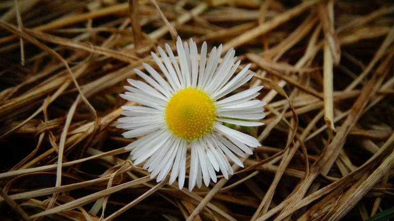 Kissenfüllung "klarer Kopf"