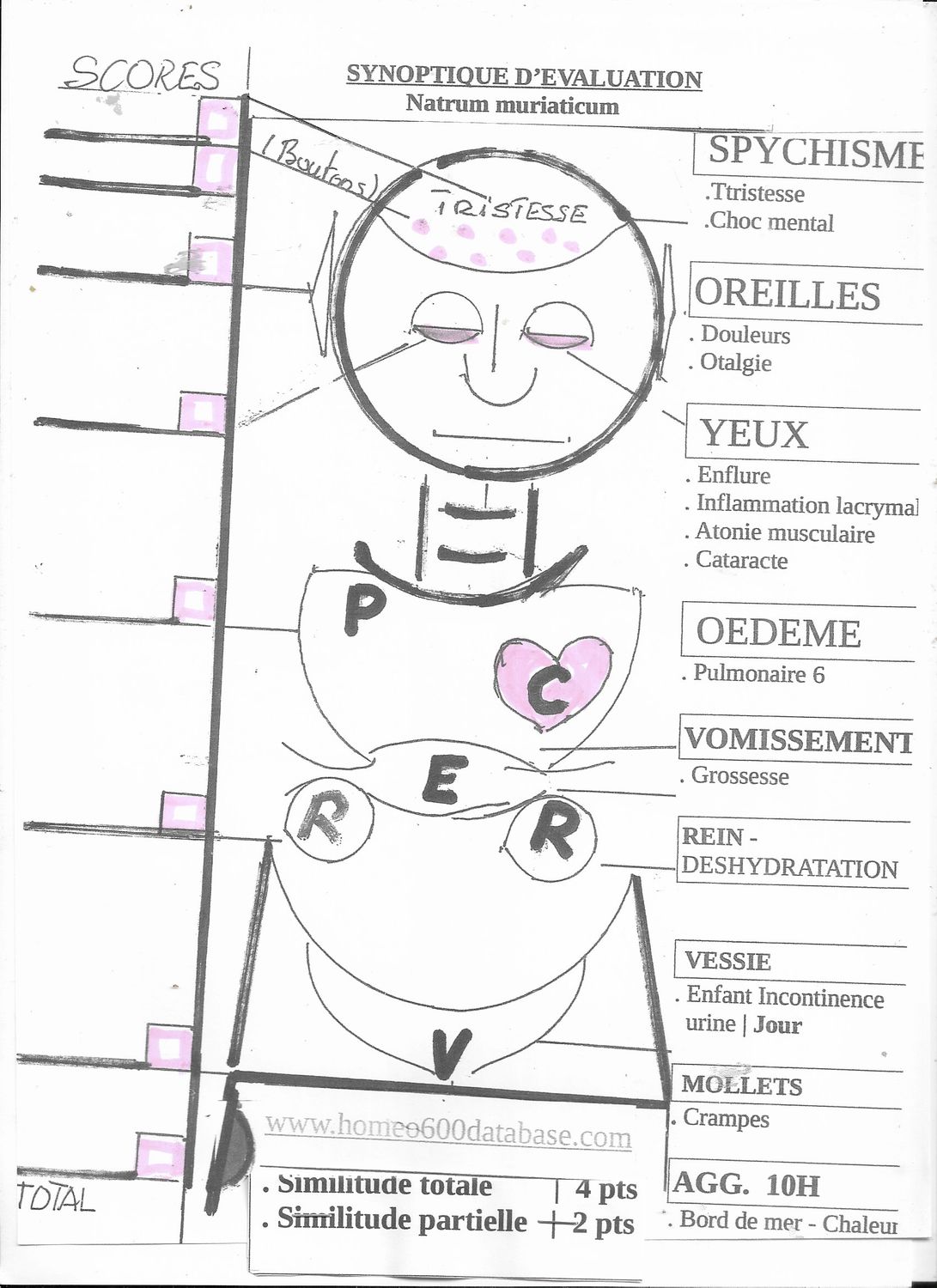 Natrum mur | Pneumocytes | et canal à sodium | ENaC