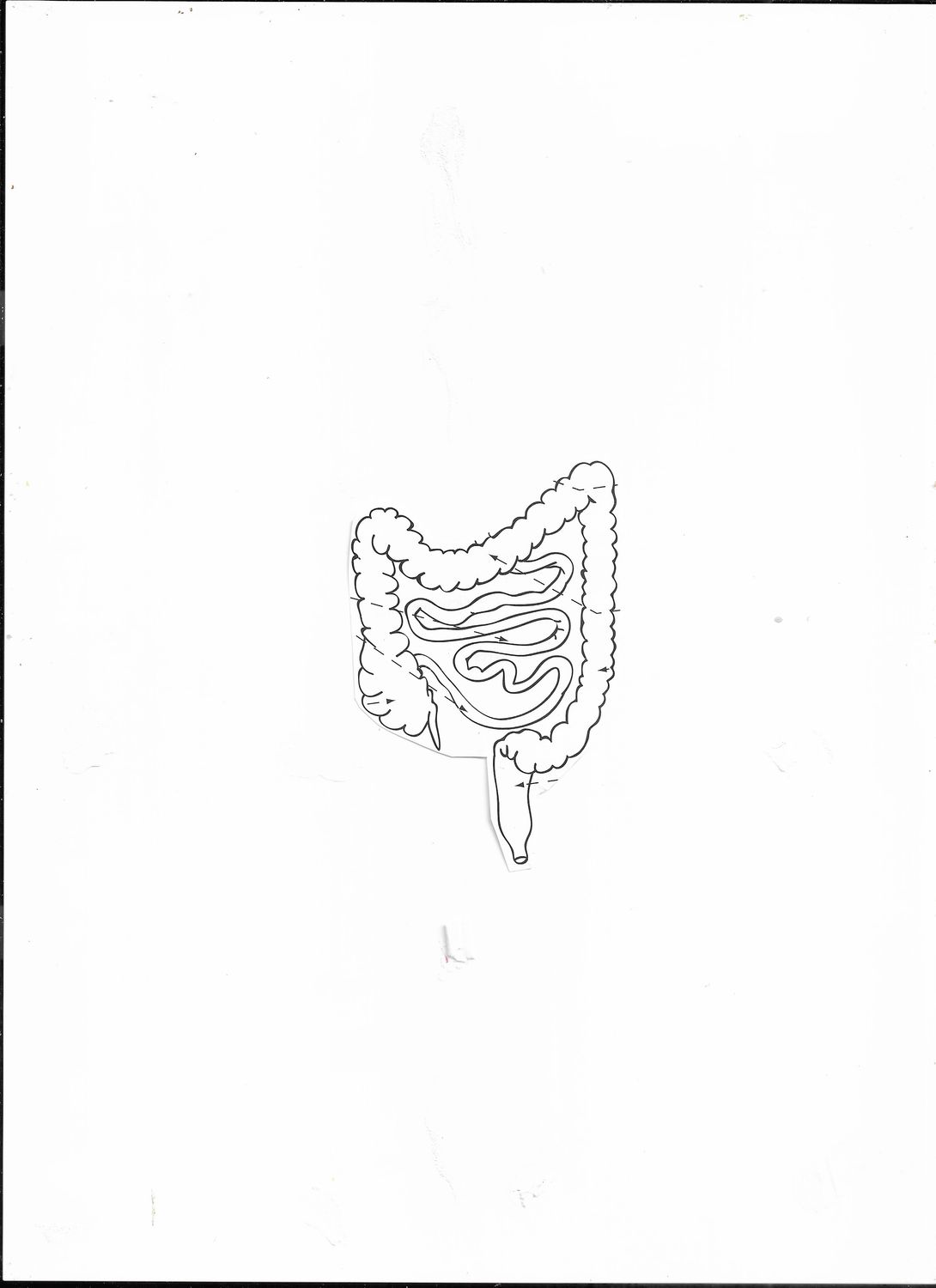 Alum. | Alumina |  Mega-Côlon | Mélanocytes