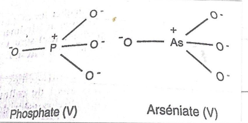 Ars. V  | Ars. III | Glutathion