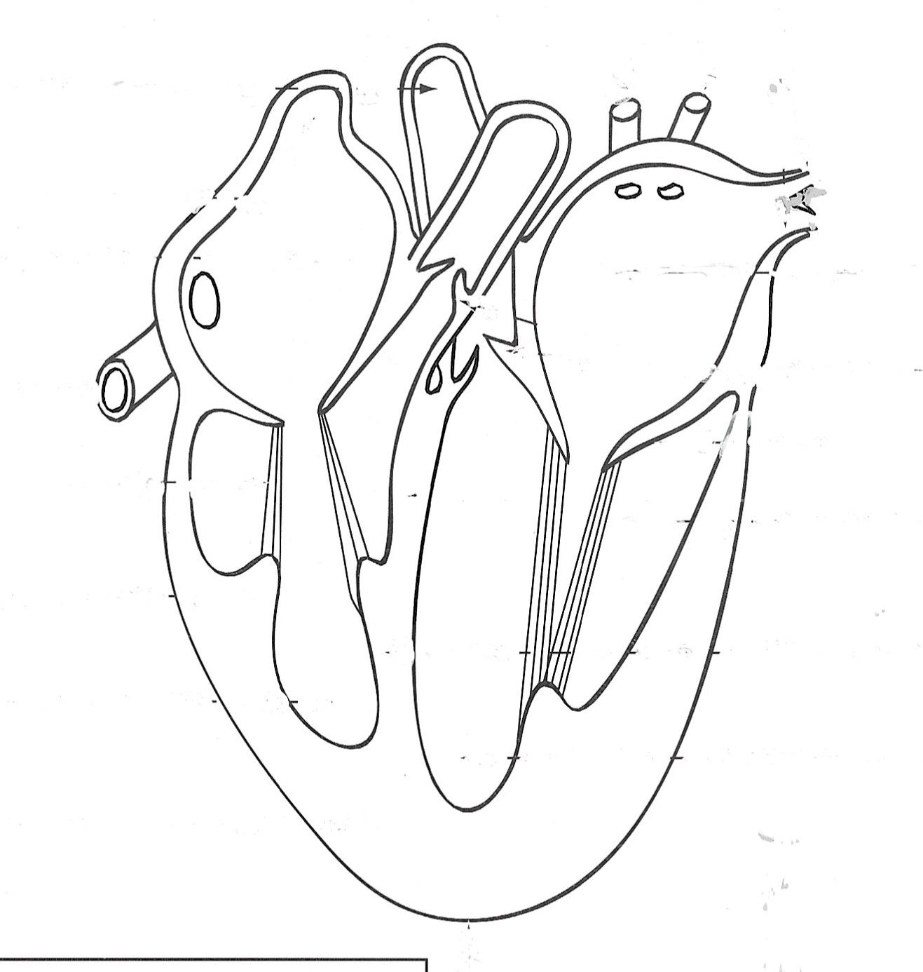Ph-ac | Phosphoricum acid | Membranes cell.