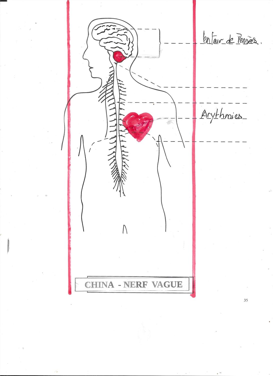 China | Chininum sulf | lenteur pensées | Nerf vague