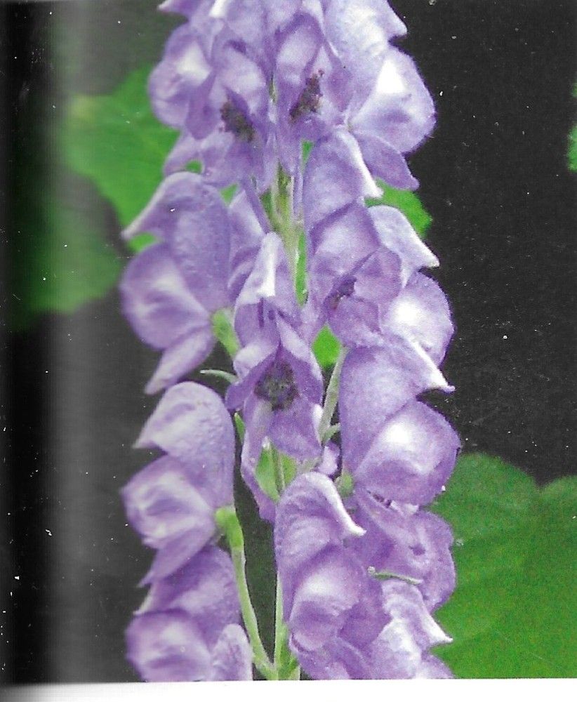 Modérateurs Nerveux Périph. | ETHD | Aconitum | Conium | Colchicum | Veratum alb.