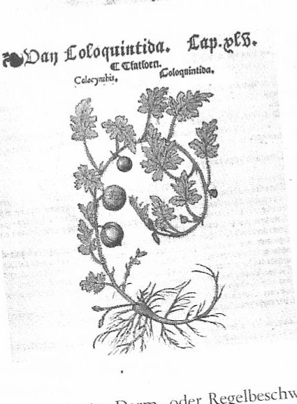 Coloc. | Colocynthis | Das Zystenmittel der Homöopathie | Antidote du Plomb | Crampe abdominale