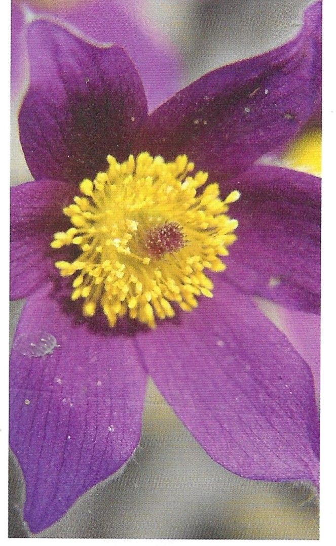 Enfant | Frauen | Reguliert le corps jaune | Remède Constitutionnel | Pulsatilla |  Kent repertorium unter den Rubriken | Geisteskrankheit | Menopause und puerperal