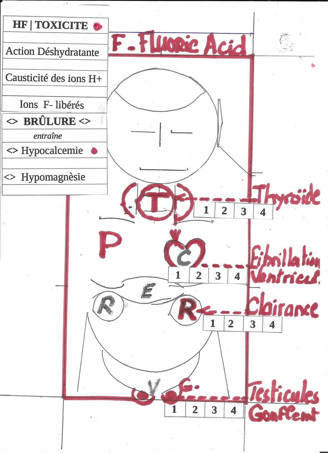 HF. | Fluoric acid | Oxydant | Electronégatif