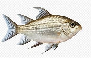 Nat-s | Natrum sulfur | Métabolisme de l'Eau