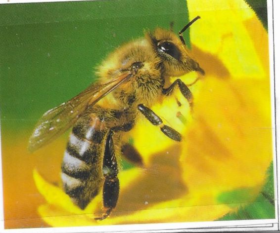 Apis mellifica | Rêve  Vol dans les airs | Oedèmes